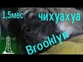 щенок чихуахуа - Бруклин ( chihuahua puppy - Brooklyn)