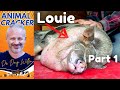 RESCUE PIG in EXCRUCIATING PAIN ~ MIRACLE CHIRO SAVES THE DAY! (PART 1 of 2)