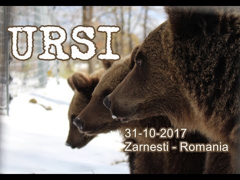 LIBEARTY BEAR SANCTUARY