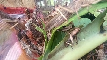Grasshopper eat rice (Watch the video for entertainment)