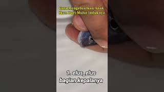Cara Mengeluarkan Anak Ikan Dari Mulut Induknya
