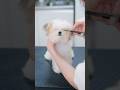伸びすぎた子犬を初めてカットしたら・・・最強に可愛いお顔が見えました!🥹