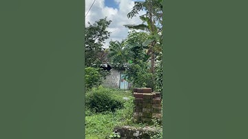 ini strategiku Mikat Burung Sogon Didepan Rumah #burung #kicaumania #qinarabanyuwangi