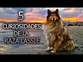 🐶🐕 Collie de pelo largo (ROUGH COLLIE) - Top 5 Curiosidades La raza del Perro Lassie🐶🇨🇴