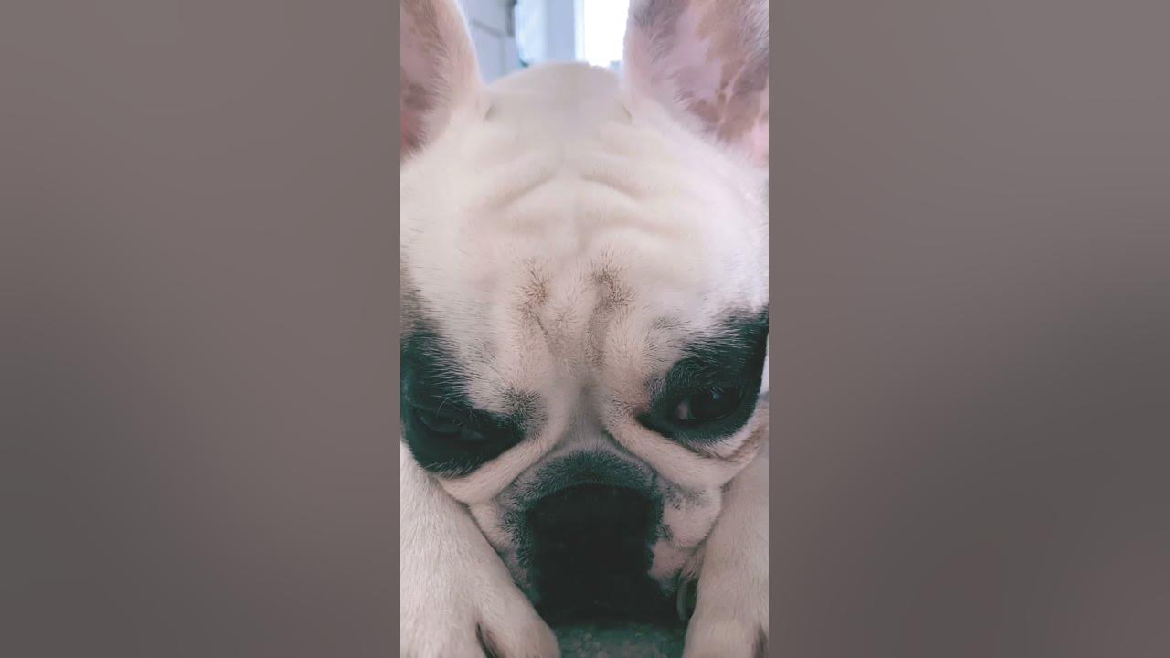Frenchie sleep time after zoomies shorts YouTube