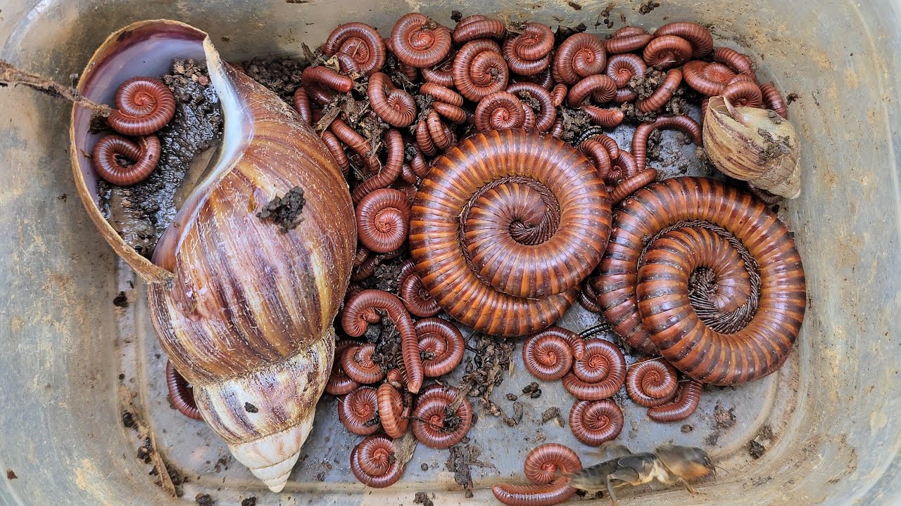 Удивительное приключение: поймайте пару гигантских многоножек, 100 маленьких красных многоножек и...