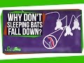 Why Don&#39;t Sleeping Bats Fall Down?