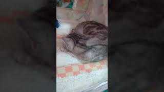 На выстовке кошек На выстовке кошек