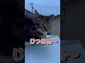 ほら見て〜💦　　　　　　　　　　　　保護猫シンとテンの物語