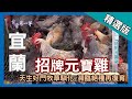 台灣第一等【罕見古老雞種元寶雞 蘆花烤雞皮脆肉嫩】宜蘭_精選版