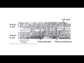 #cytoskeleton part-2 #CSIR NET LIFE SCIENCES/IITJAM/GATE LIFE SCIENCES