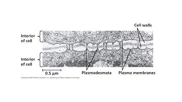 #cytoskeleton part-2 #CSIR NET LIFE SCIENCES/IITJAM/GATE LIFE SCIENCES