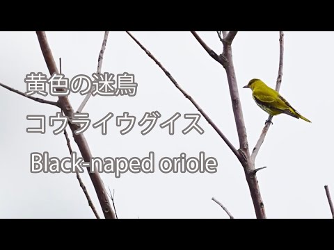 【 黄色の迷鳥】コウライウグイス Black-naped oriole