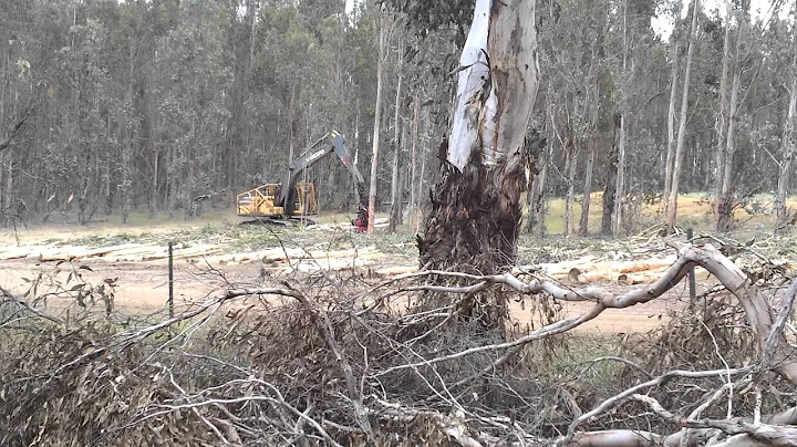 how aussies cut down trees