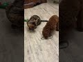 shorts Cute animals