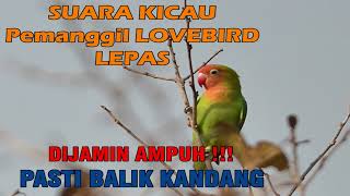 SUARA KICAU PEMANGGIL LOVEBIRD LEPAS
