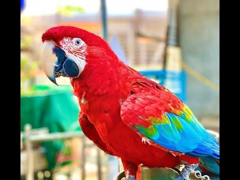 HAPPY NATIONAL PARROT DAY!! 🦜 - YouTube