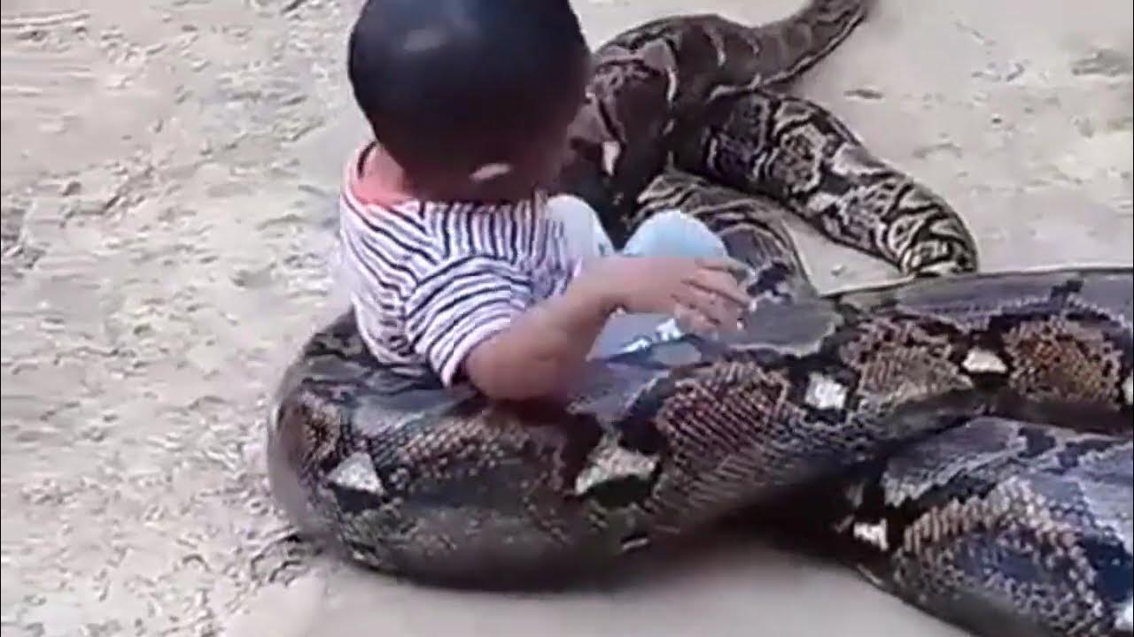 King cobra 🐍 - YouTube