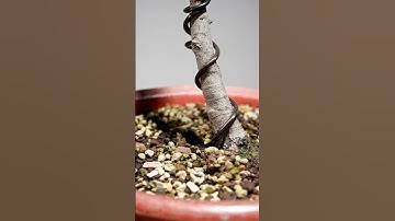 Wire a juniper bonsai the right way, beginner friendly tips #bonsai #juniperbonsai #bonsaitips