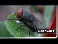 What to know about New World screwworms: a flesh-eating pest reappearing in Texas