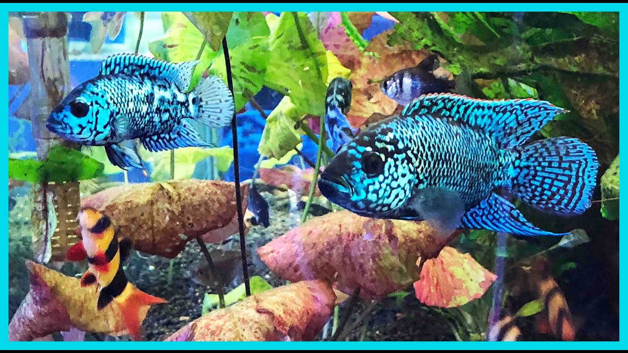 Electric Blue Jack Dempsey Tank