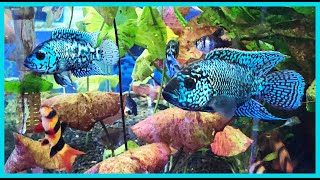 Amazing Display Tank! -Electric Blue Jack Dempseys, & Aquascaped!