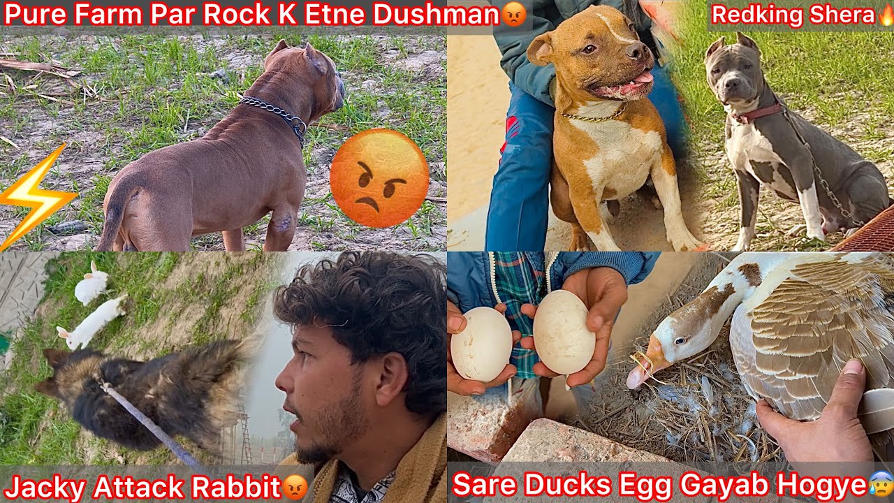 Farm Se Raat Mai Sb Ducks Egg Khi Gayab Hogye😰|| Jacky Attack Rabbit😨Rock Attack Jacky😡