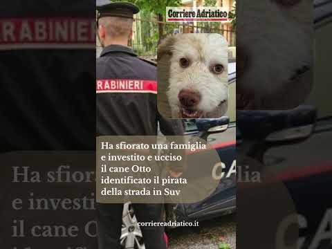 Video Ha sfiorato una famiglia, investito e ucciso il cane Otto: identificato il pirata della strada in Su
