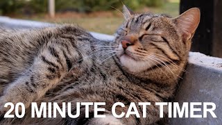 20 Minute Timer  Twenty Minute Cat Timer  Peaceful Meow Alarm