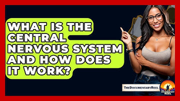 What Is The Central Nervous System And How Does It Work? - The Documentary Reel
