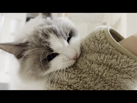 新居の模様替えをしたらラグドール猫が大激怒して襲ってきた…