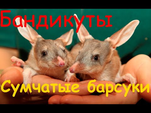 Бандикуты. Сумчатые барсуки, больше похожие на крыс