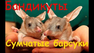 Бандикуты. Сумчатые барсуки, больше похожие на крыс