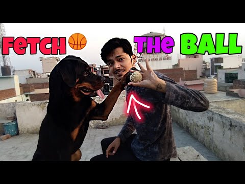 अपने-dog-को-बॉल-लाना-कैसे-सिखाएं-||-how-to-teach-your-dog-to-fetch-the-ball🏀||-dog-training-||