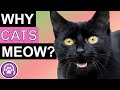 Why Do Cats Meow?