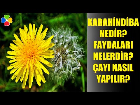 Video: Çözünür Hindibanın Yararları Ve Zararları