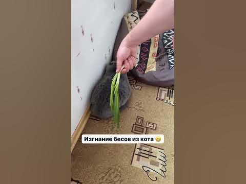 луковый экзорцист🤣 - YouTube