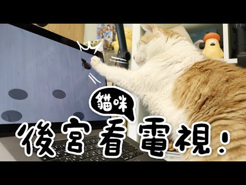 【黃阿瑪的後宮生活】後宮看貓咪電視！再也不會無聊了！