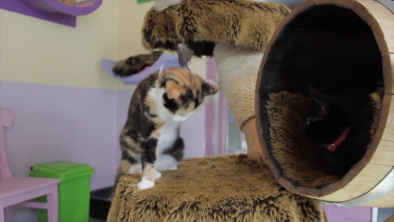 Dierenpension Ingen; het kattenverblijf