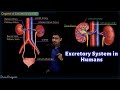 Excretory system in humans  cbse class 10 science biology  toppr study