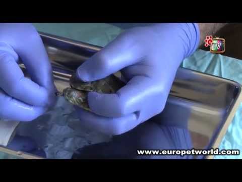 Video: Kaplumbağalarda Kulak Enfeksiyonları - Kaplumbağada Kulak Enfeksiyonu - Sürüngenlerde İşitsel Apseler
