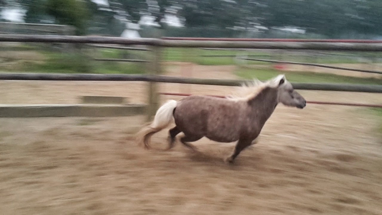 Classic Pony springt 1m