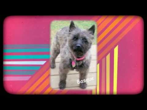 col potter cairn terrier rescue