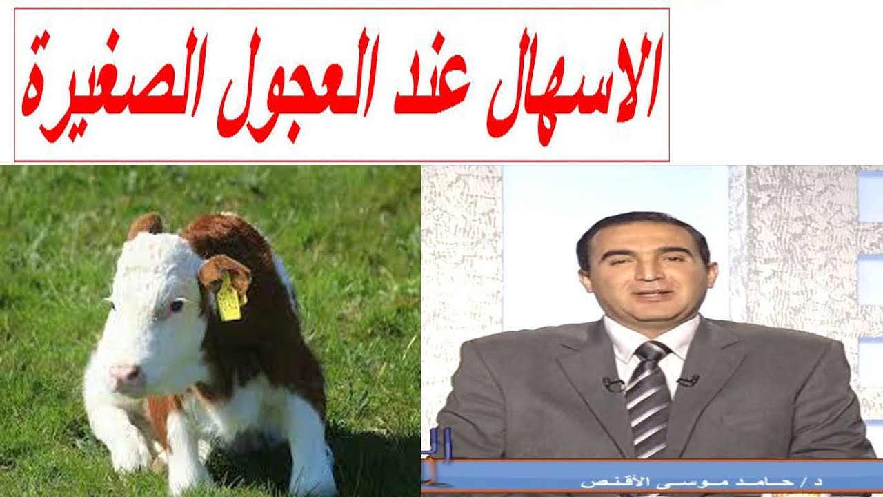 الاسهال عند العجول الصغيرة الاسباب و الاعراض والعلاج