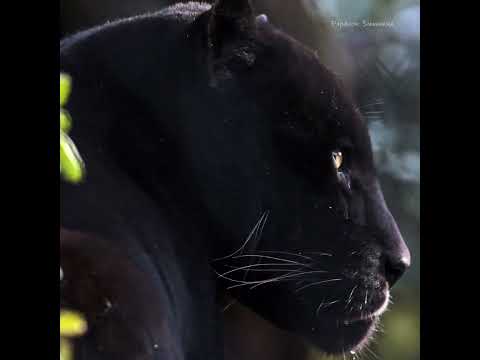 Video: Apakah georgia memiliki macan kumbang hitam?