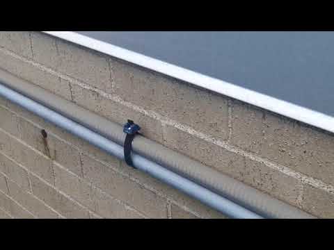Moving Violations Video No. 174: Took the Easy Way Out