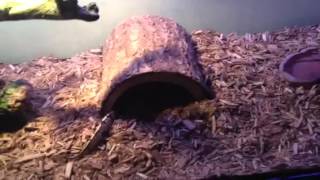 How to help ball pythons eat