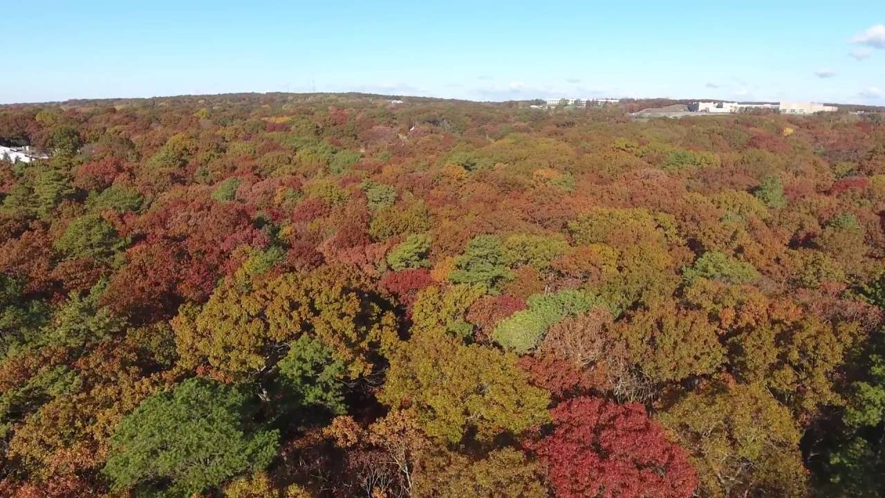 Fall Foliage on Long Island