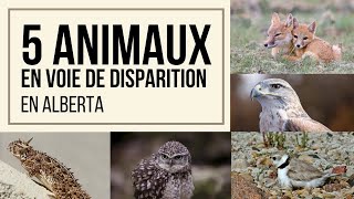 5 ANIMAUX EN VOIE DE DISPARITION EN ALBERTA