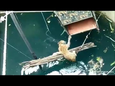 Amazing! Leopard rescued from well after falling about 59 feet # 7 ✔